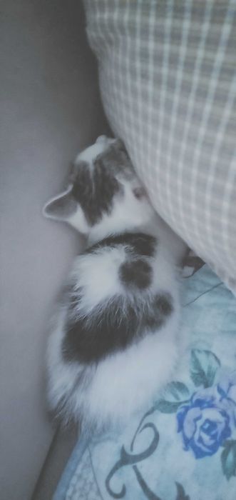 Отдам котeнка мальчик