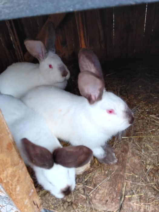 Iepuri urias transilvania