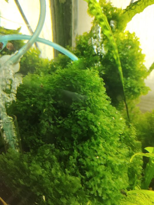 Продам аквариумное растения