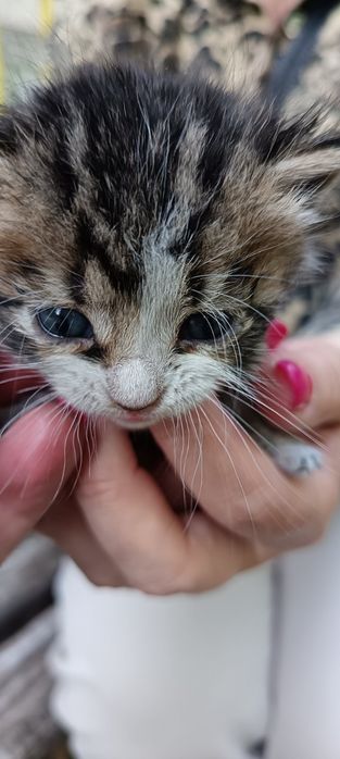 Подаряват се 3 бебета котета