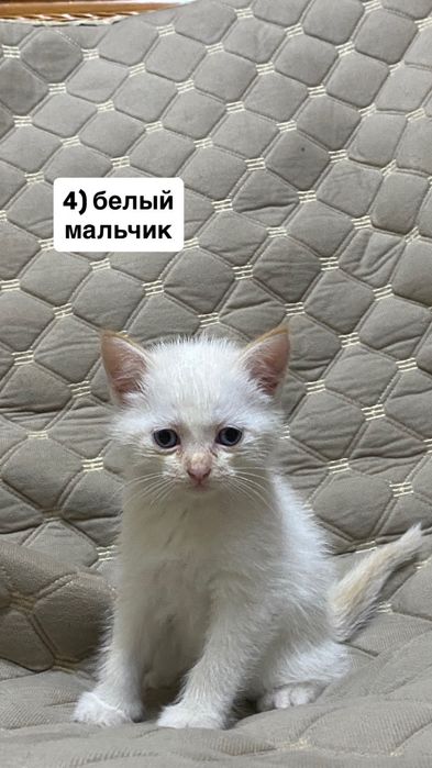 отдам милых котят