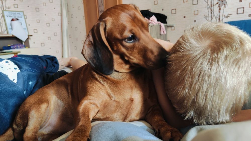 Такса мальчик на вязку