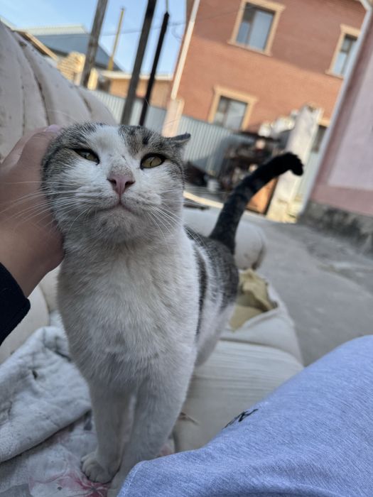 Кот ласковый и милой