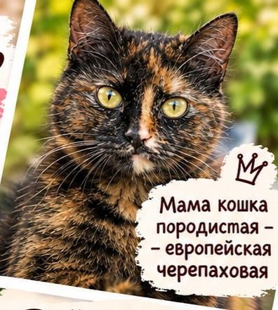 Отдам котят/ котёнка