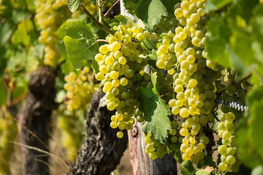 Struguri pentru vin