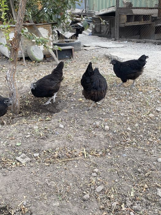 Продам куры ухейилюй