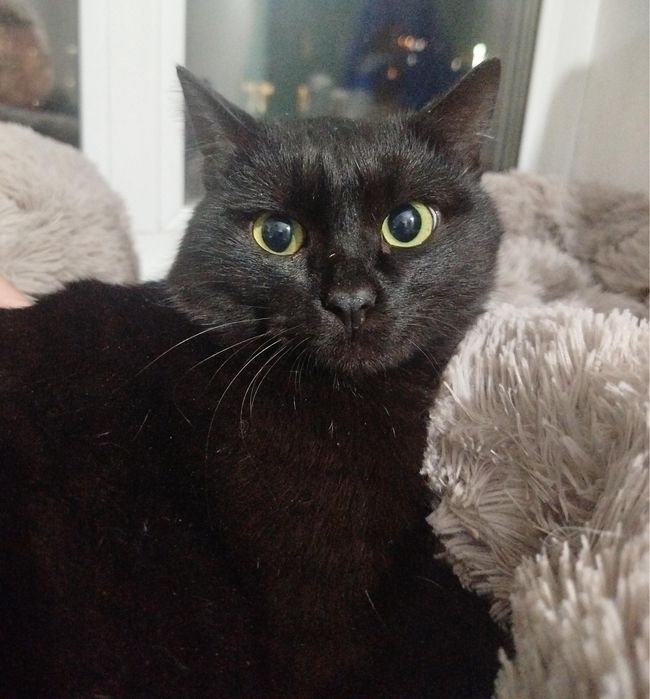 Ласковый Кот Уголёк ищет дом!