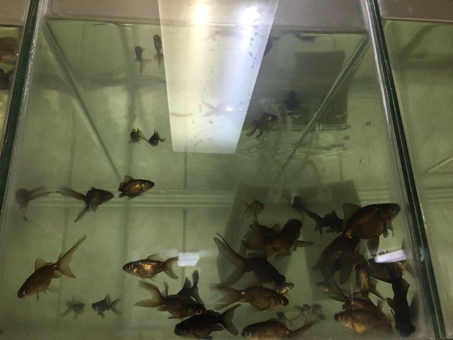 Tetra Diskus galeti de 10 L- hrana pesti. Fulgi , purec uscat, pesti