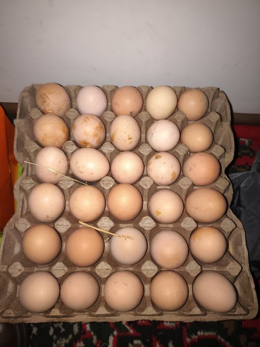 Яйцо для инкубации дамашные от кур породы Хан -Хап корея