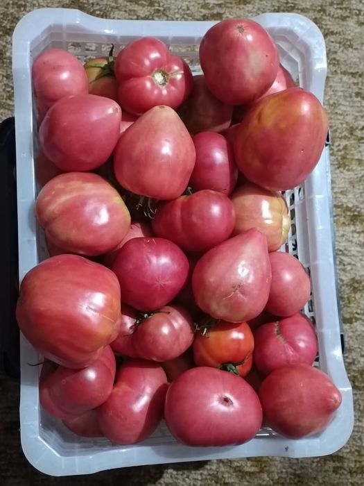 Продам домашние помидоры