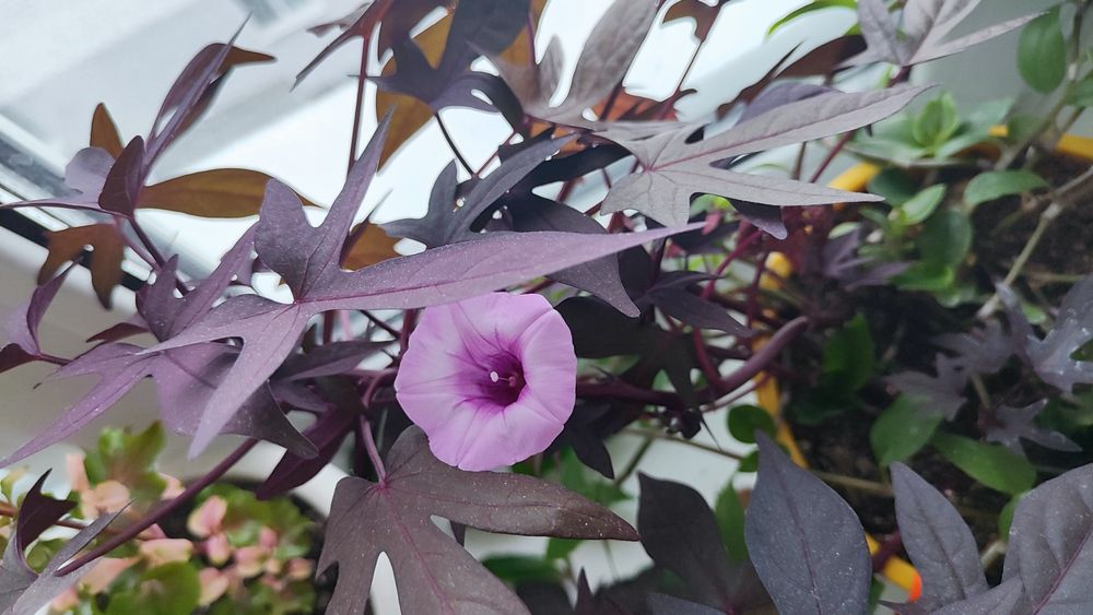 Ипомея батат комнатное