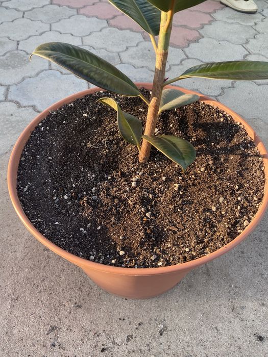 Фикус Эластика.