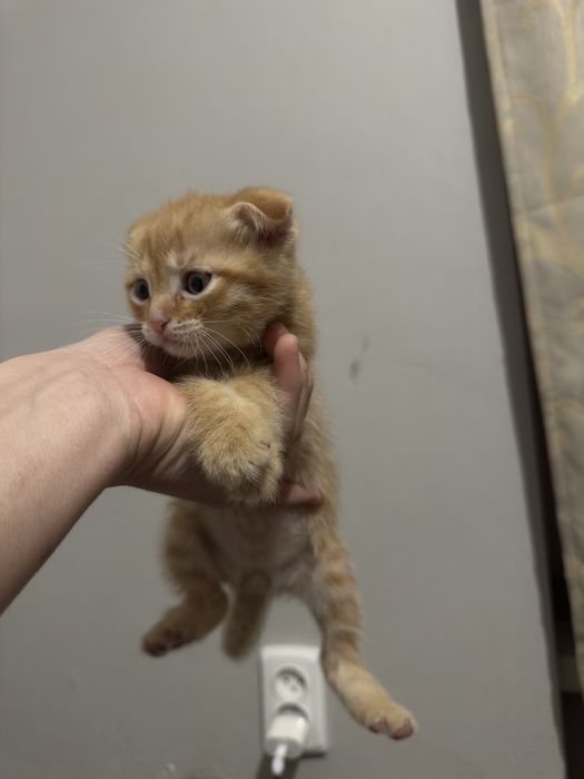 Котенок веслоухий