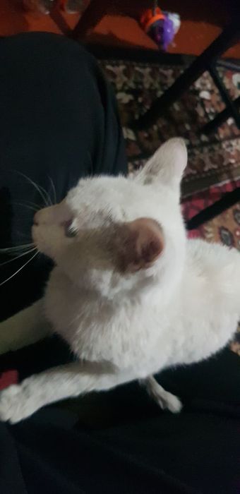 Британская кошка