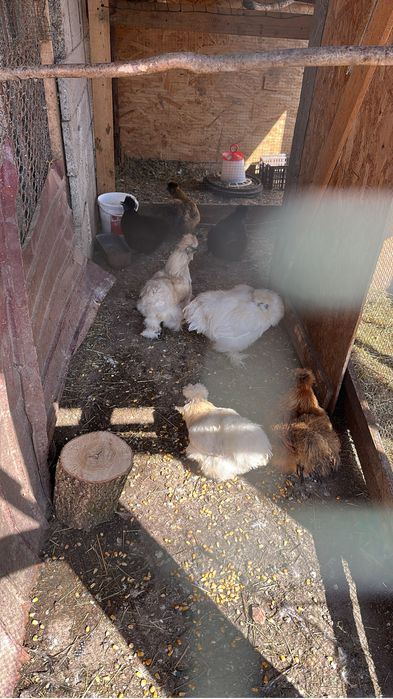 Disponibil ouă de incubat matase japoneză pret 8 lei buc