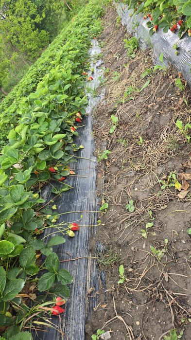 Stoloni căpșuni soiul  murano