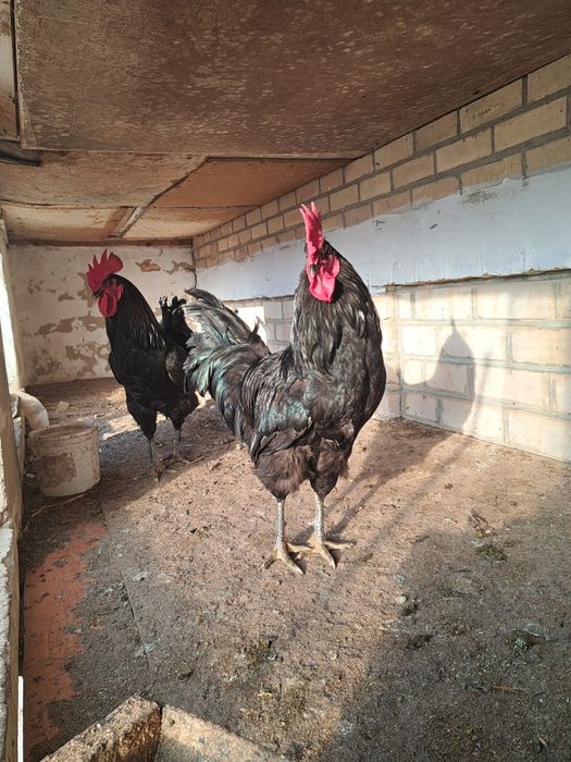 Gigant Qora Shaxzoda tuxumlari sotilodi