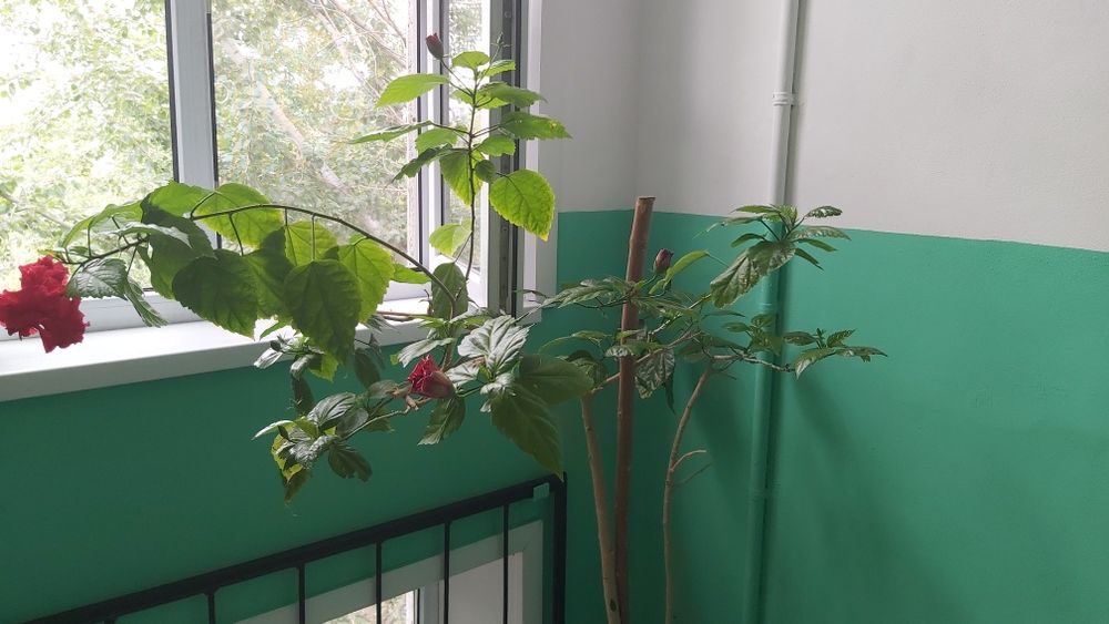 Роза цветок комнатный