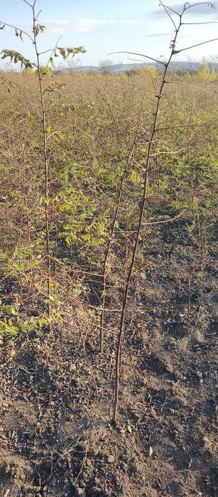 Puieti forestieri salcâm frasin carpen fag mesteacăn