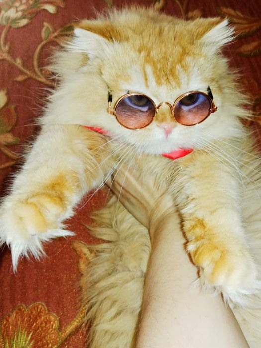 Скоттиш Страйт Хайленд Поинт вязка