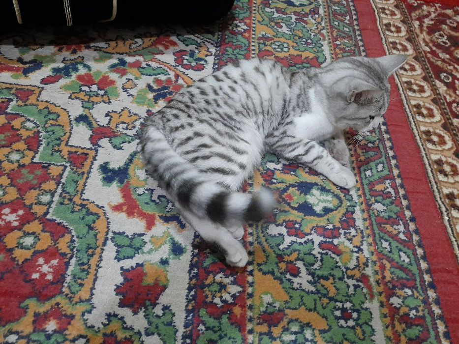 Мушук сотилади отаси шиншила онаси оддий.  5 ойлик