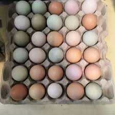 Инкубационное яйцо