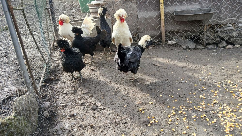 Gaini motata olandeza