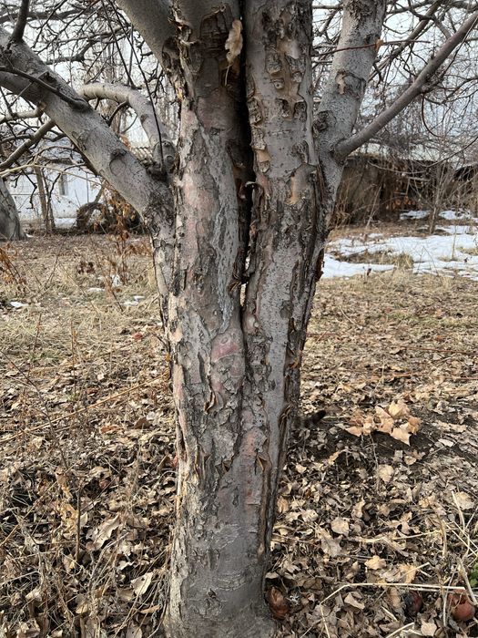 Дрова яблоневые для шашлыка