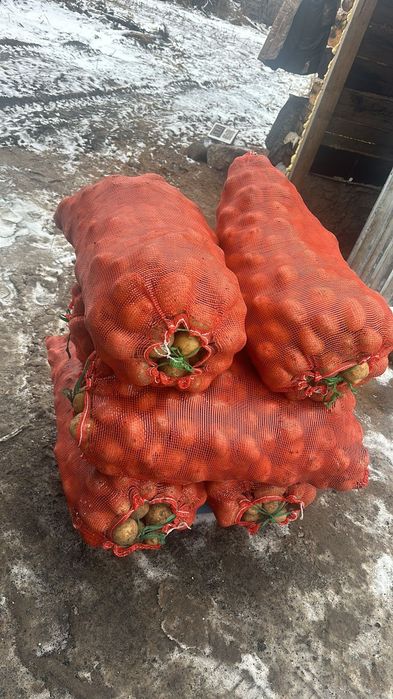 Картофель домашний