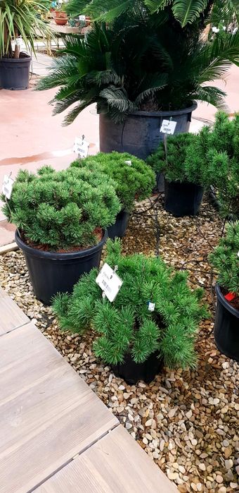 Vindem Enupar târâtor pin mugo