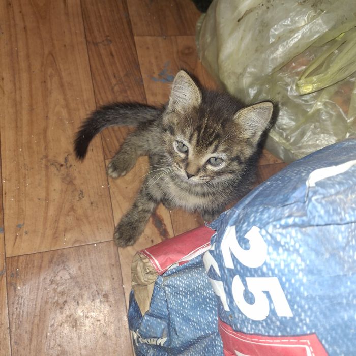 Отдам котят в добрые руки