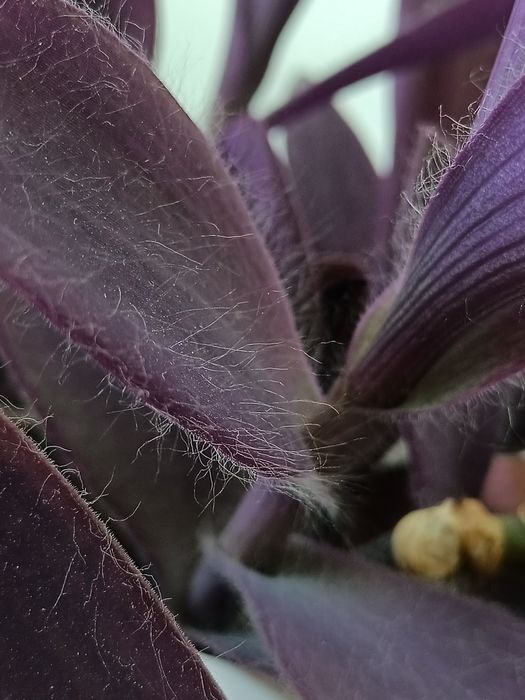 Традесканция Паллида (Tradescantia Pallida)