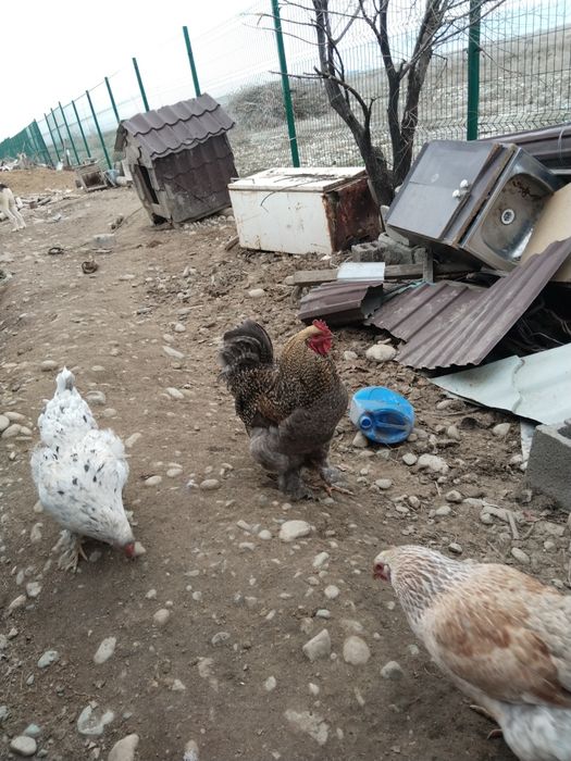 Әтеш петух брама