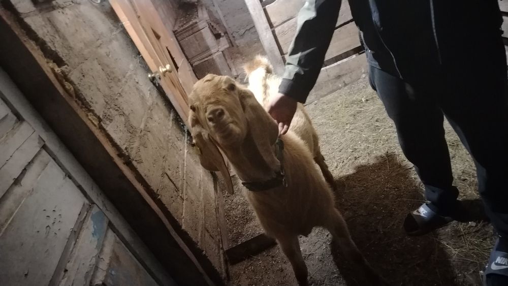 Продам козла битал