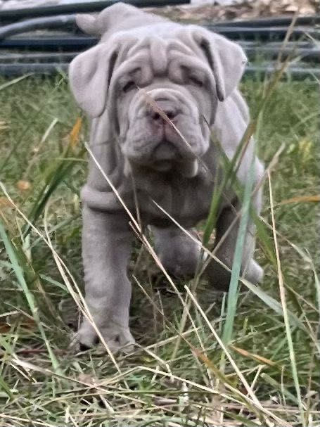 Мастино наполетано