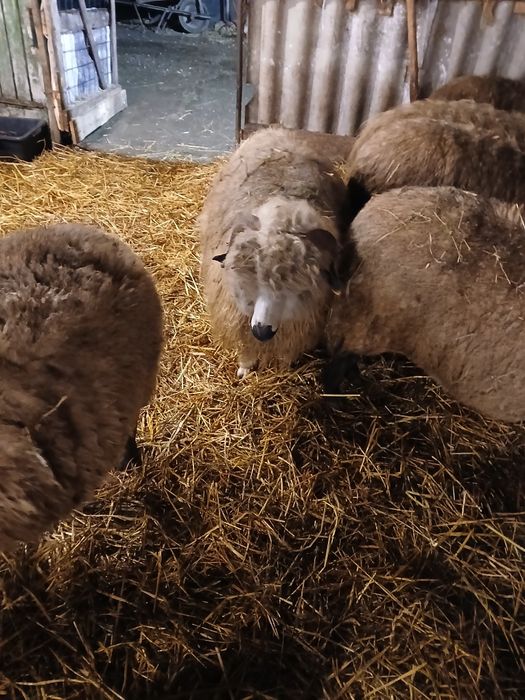 Vand 5 oi turcane de hateg