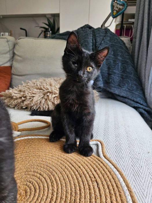 Котенце момченце на 3 месеца търси дом