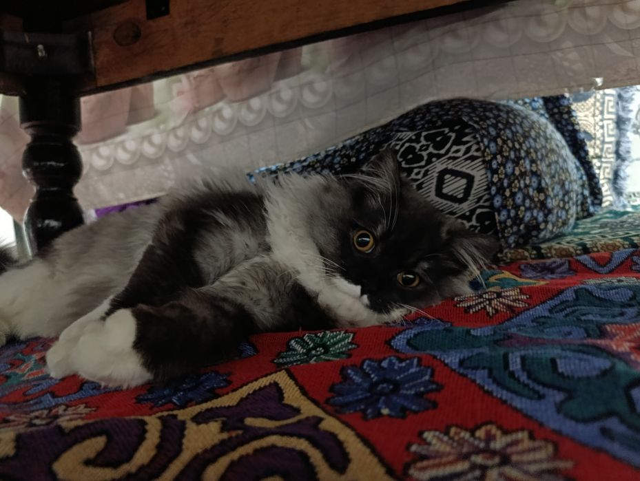 Vyazkaga mushuk bepul