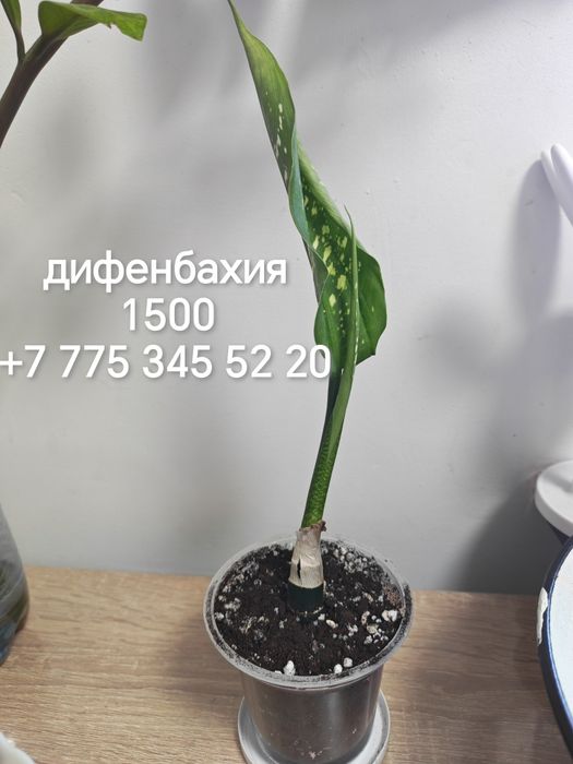Продаются комнатные растения