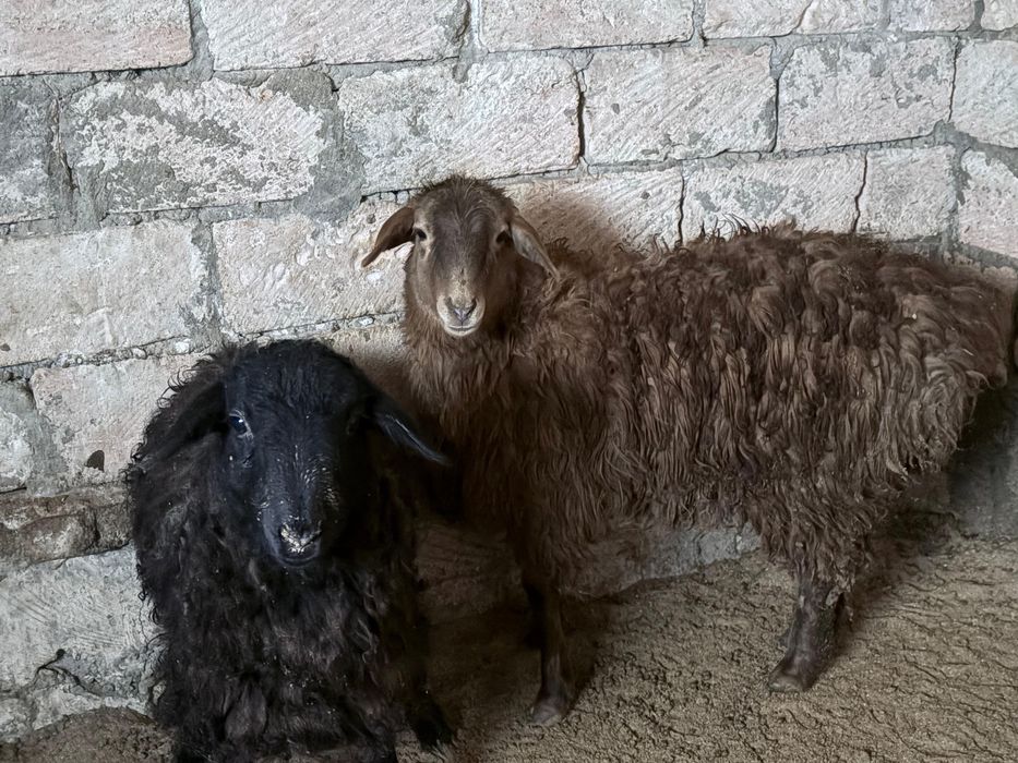 Оптом кой ешкы 300к