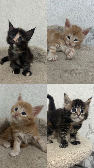 Мейн-Кун бронь продажа питомник