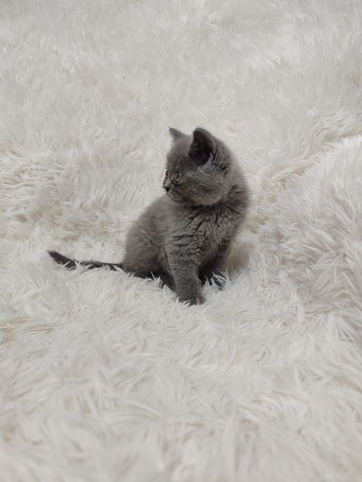 Продам Шотландских котят