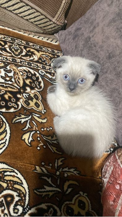 Новый дом для котенка