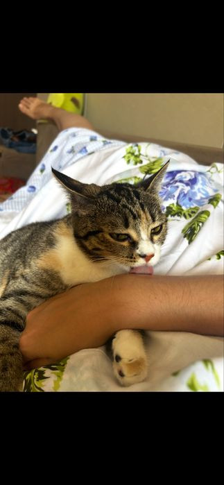 Кошка, в добрые руки беремз