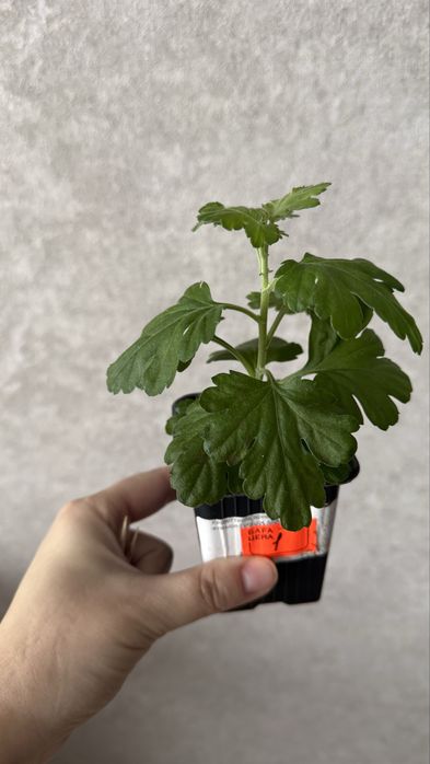 Корейская хризантема