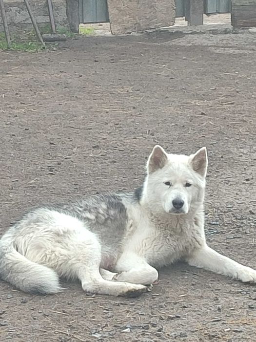 Собака Маламут щенок