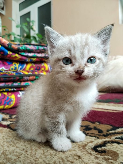 Siyamskiy mushukcha/ Сиямская кошка