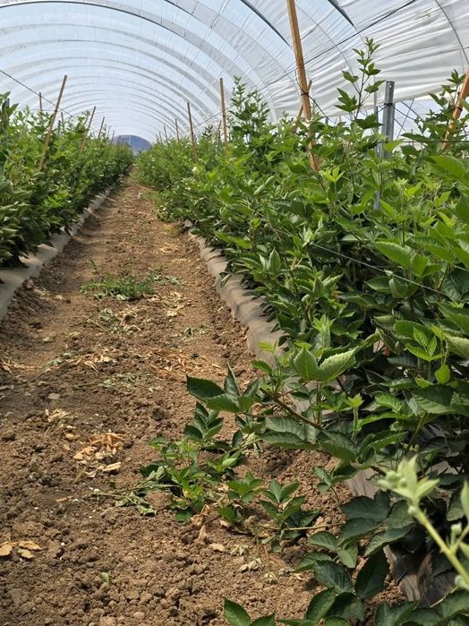 Разсад едра сладка къпина карака блек