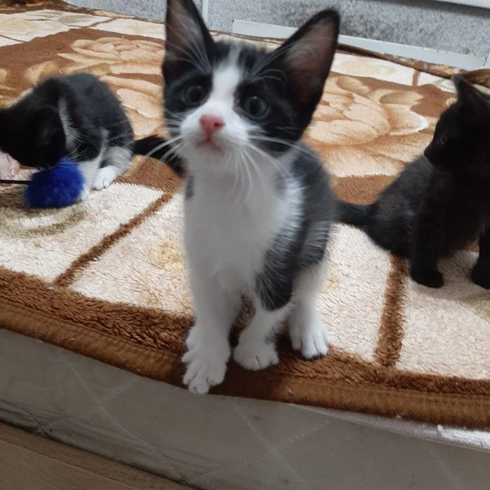 Малыши-котенки ищут дом