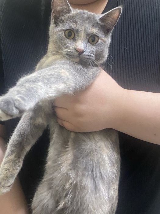 Отдам в добрые руки